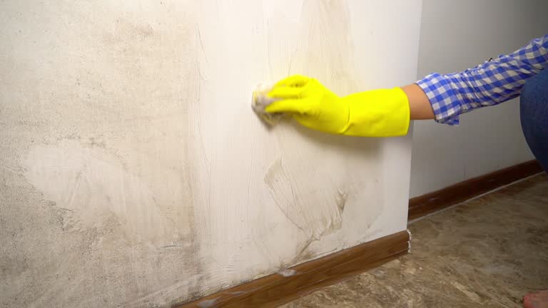 Best Mold Remediation for Healthcare Facilities  in Pelion, SC