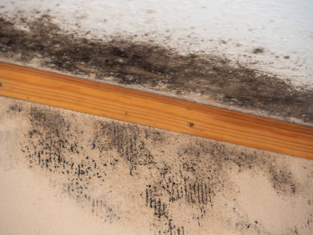 Best Mold Prevention Services  in Pelion, SC