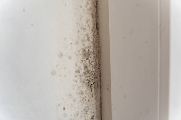 Best Environmental Consulting for Mold Prevention  in Pelion, SC